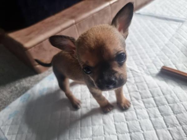 Image 4 of Chihuahua male pups for sale