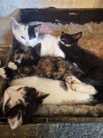 Image 5 of Persian cross farm kittens REDUCED