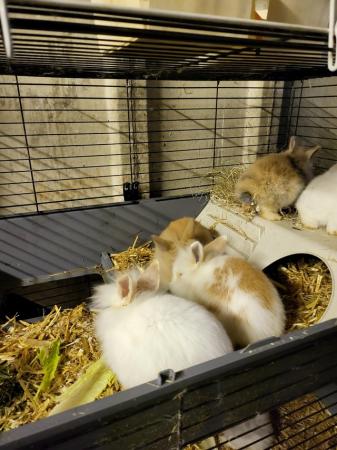 Image 6 of Hand Raised Baby Rabbits for sale