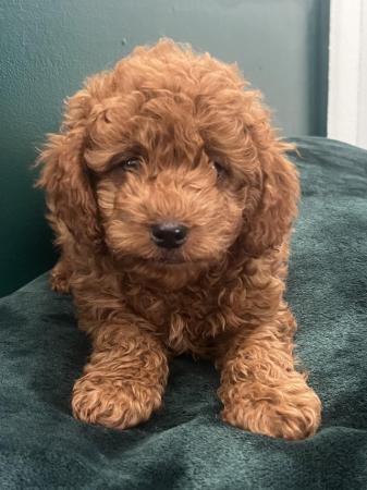 Image 10 of F1B Cockapoo puppies ready now