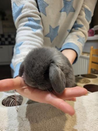 Image 1 of Beatifull Mini lop looking good a home