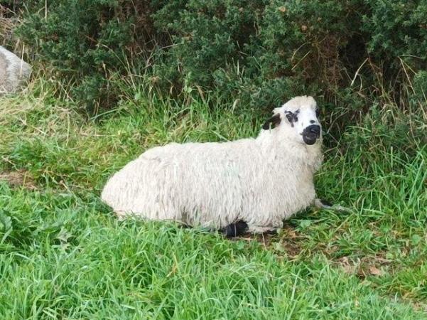 Image 1 of 2 x Valais Blacknose x Shetland Ewe lambs
