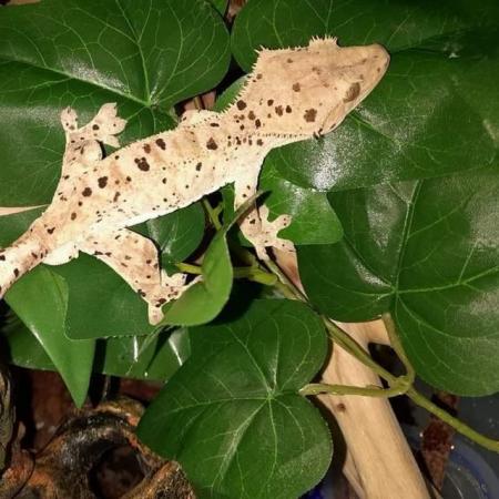 Image 1 of Super dalmation crested gecko male for sale