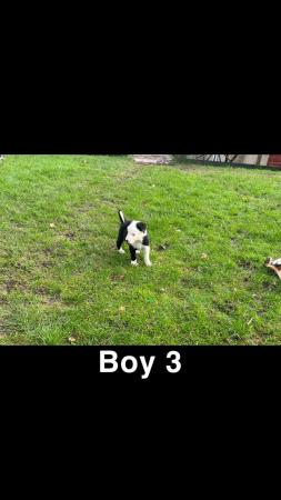 Image 1 of 4 Border Collie pups for sale
