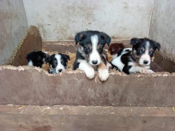 Image 2 of Welsh collie pups working parents