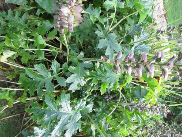 Image 2 of Acanthus Mollis (Bear's Breeches) 10 seed