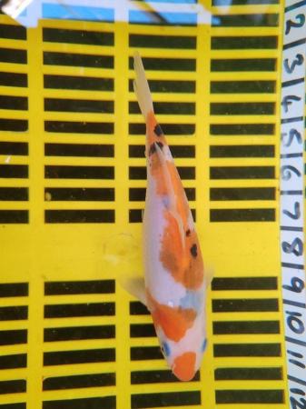 Image 4 of KOI POND FISH HEALTHY AND STRONG 8 INCH