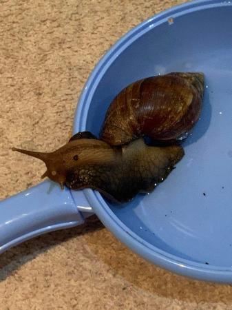 Image 2 of Re Home. Giant African Land Snail for sale