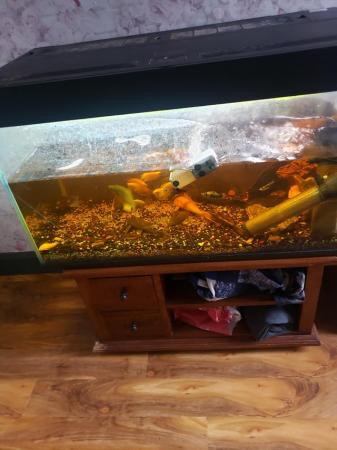 Image 4 of Tropical fish and fish tank