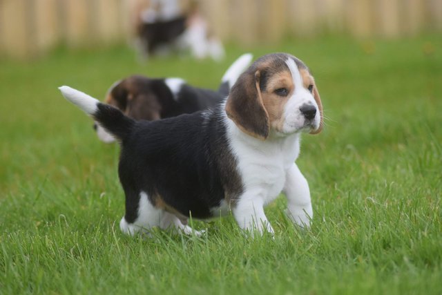 Preview of the first image of Gorgeous, Chunky Beagle Puppies.