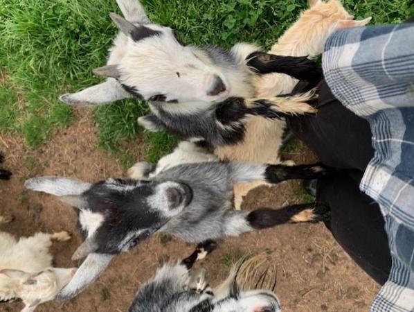 Image 3 of Male Pygmy Goat Kids -  Wethers