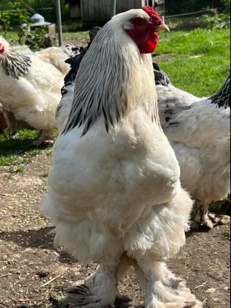 Image 2 of Light brahma chicks, large fowl