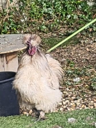 Image 1 of 13 month old Silkie cockerels.