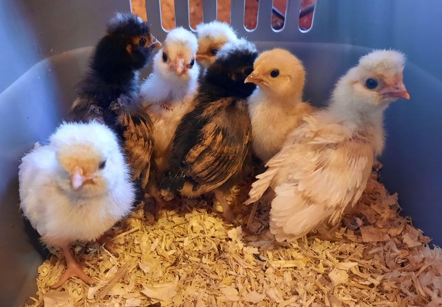 Image 1 of Pure bred Poland and Pekin unsexed chicks
