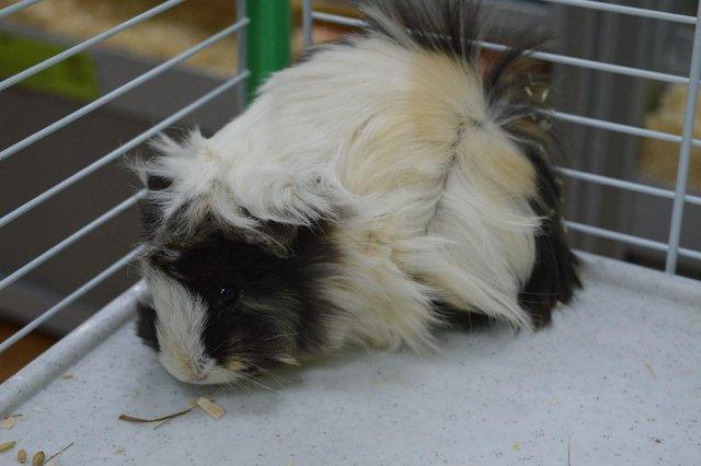 Image 2 of Guinea Pigs for sale at Animaltastic(PET SHOP)
