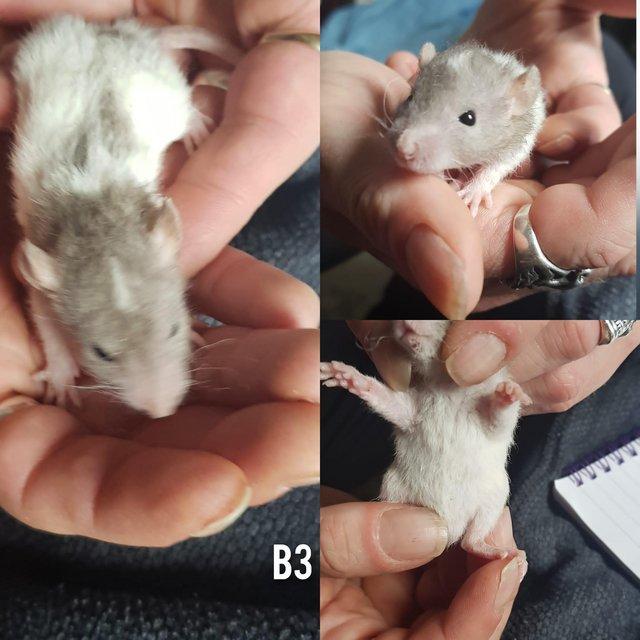 Preview of the first image of Rex smooth coat top eared dumbo baby rats.