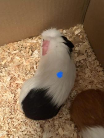 Image 3 of Gorgeous baby Guineapigs looking for new homes