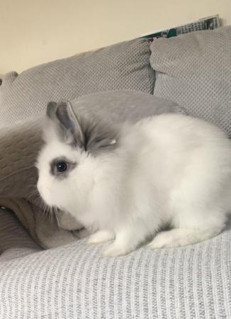 Image 4 of Gorgeous Lionhead-dwarf bunny comes with a cage