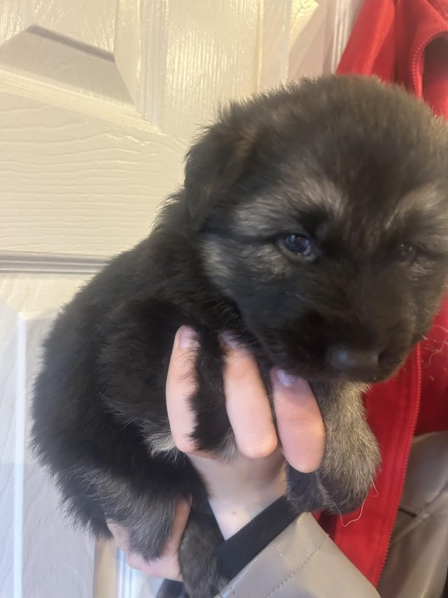 Preview of the first image of German Shepard puppies for sale.