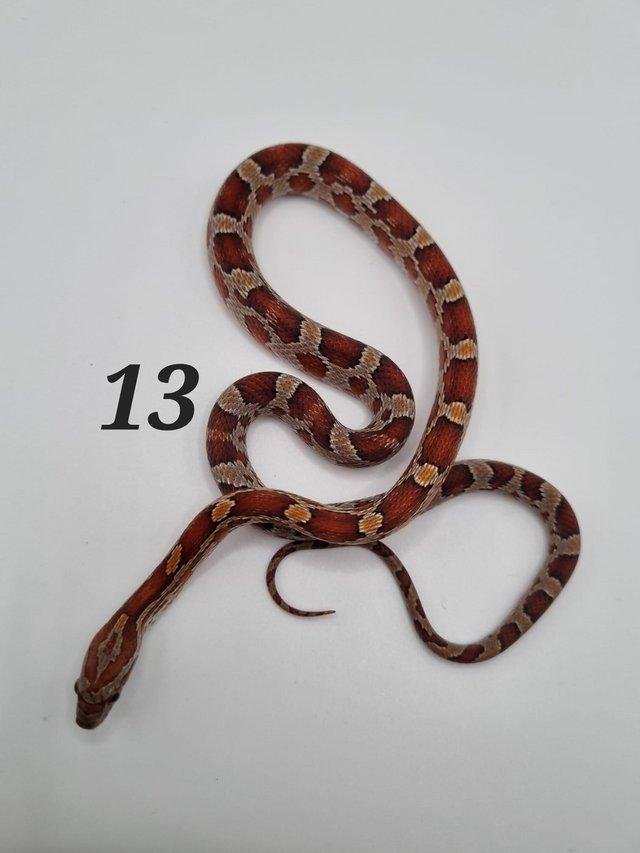 Preview of the first image of Baby corn snakes ready to leave now.