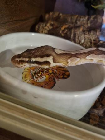 Image 5 of Female Butter ball python for sale