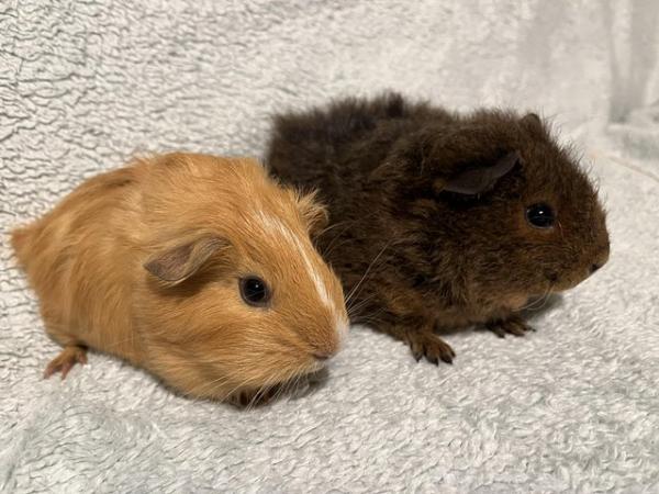 Image 8 of Male Guinea pigs for sale