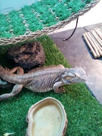 Image 3 of New Home needed for my bearded dragon