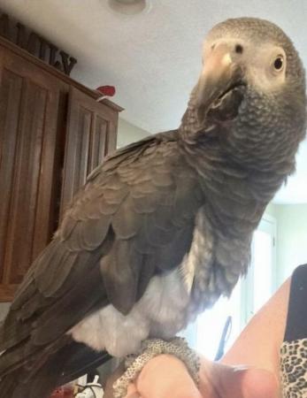 Image 2 of African grey brilliant talker inc cage toys
