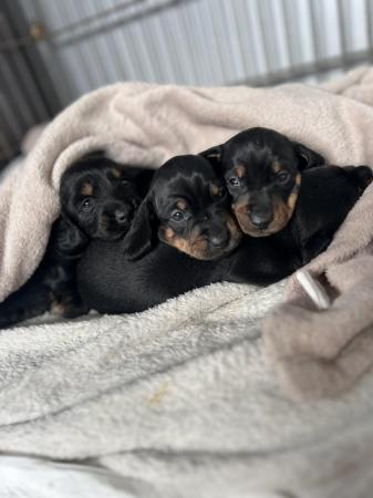 Image 3 of 4 gorgeous Black and Tan, Miniature Dachshund Puppies