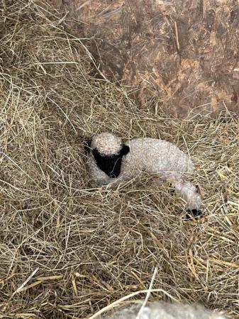 Image 2 of Valais Blacknose wether lamb