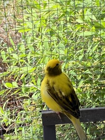 Image 3 of Beautiful singing Canary male. sold