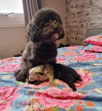 Merle & black POMAPOO puppies. Ready to reserve. for sale in Cheshire, England - Image 6