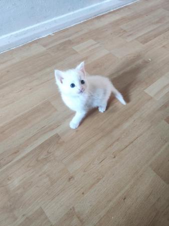 Image 4 of 9 week old kittens ready to good home