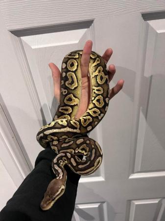 Image 5 of Multiple  ball pythons for sale