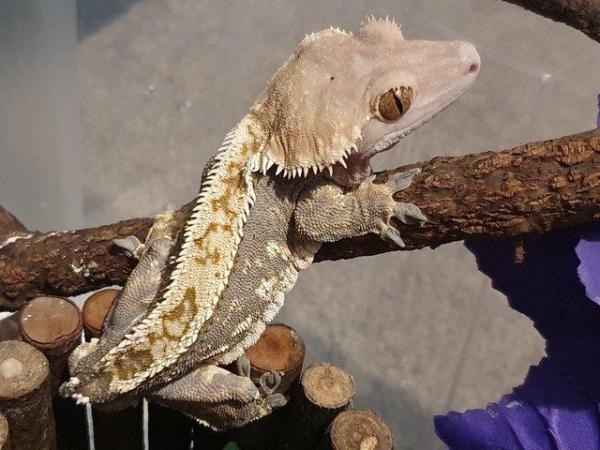 Image 5 of Crowned Tri-colour Harlequin Crested Gecko Male
