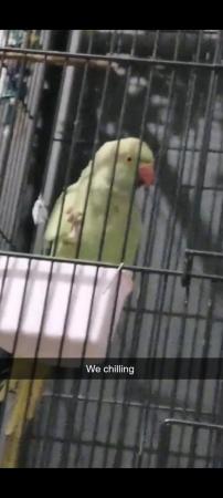 Image 7 of 5 Years Old Indian Ringneck Parakeet + Cage + All Supplies