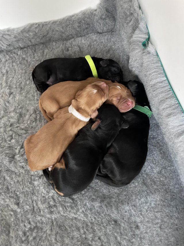 Preview of the first image of The most gorgeous litter of tiny cocker spaniels.