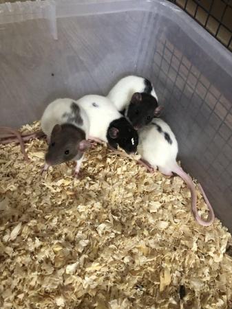 Image 4 of Very friendly dumbo rats for sale