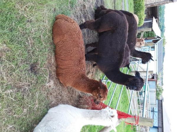 Image 2 of ALPACAS FOR SALE DUE TO OWNER RETIREMENT