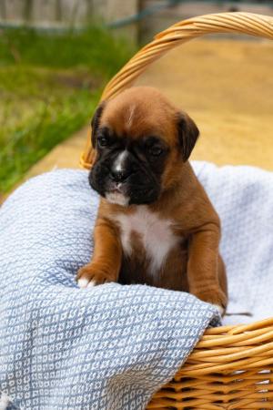 Image 14 of Stunningly Perfect 6 week old KC Pedigree Boxer puppies.
