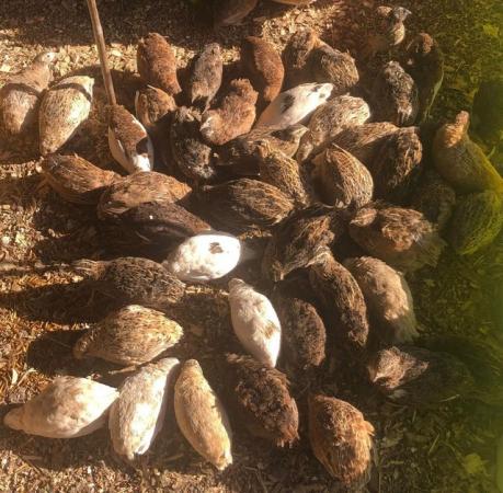 Image 28 of QUAIL HATCHING EGGS/4 BREEDS !