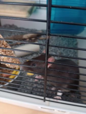 Image 4 of 2 Cute Female Rats (7 months old)