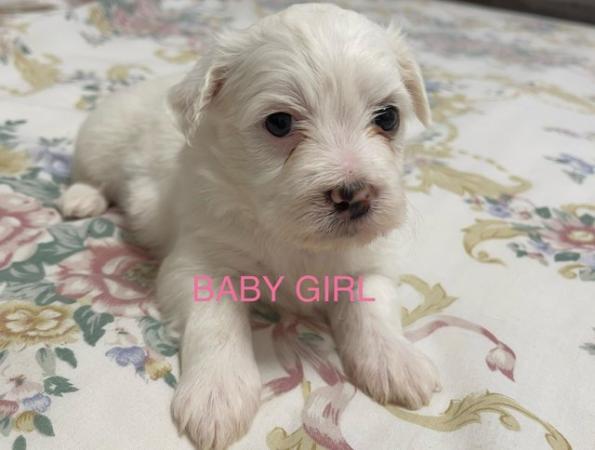 Image 5 of Gorgeous Maltese Puppies Looking For Their Forever Homes