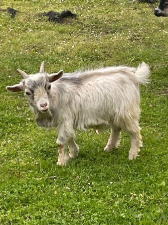 Image 1 of Male Entire Pygmy Goat For Sale