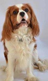 Image 2 of Extensively Health Tested Cavalier King Charles Spaniel Stud
