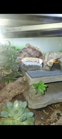 Image 3 of Leopard geckos wirh full setups