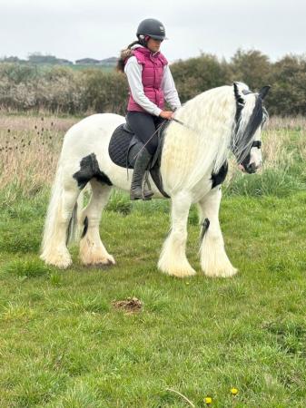 Image 2 of 14.2 flashy ride and drive cob gelding
