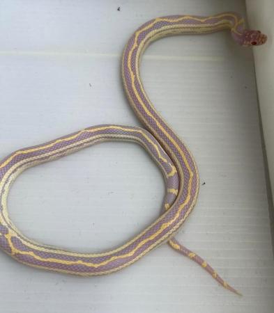 Image 3 of Albino striped female califonia king snake xali kingsnake