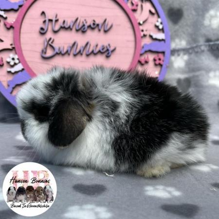 Image 2 of Beautiful Mini Lop Litter For Sale