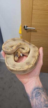 Image 4 of Various Ball Pythons For Sale